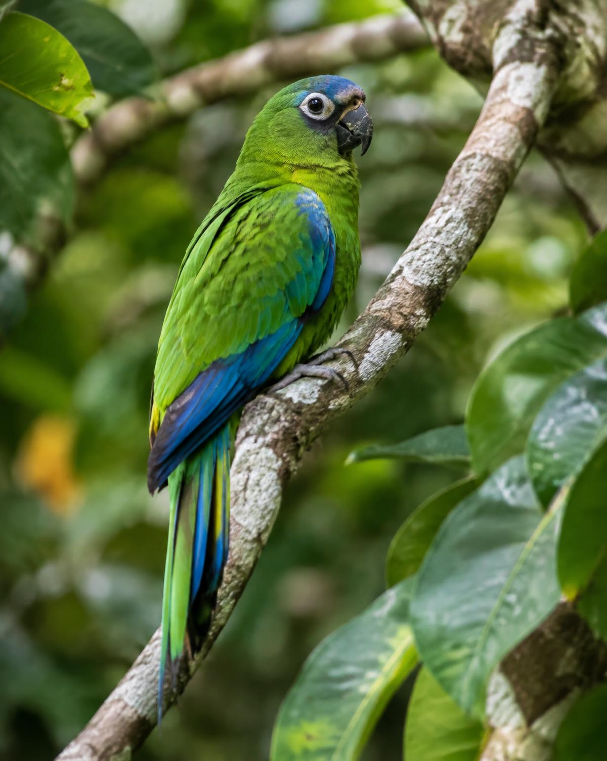 The Rainforest