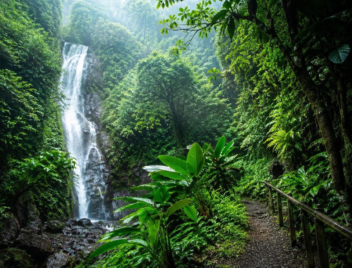 Rainforest waterfall trail